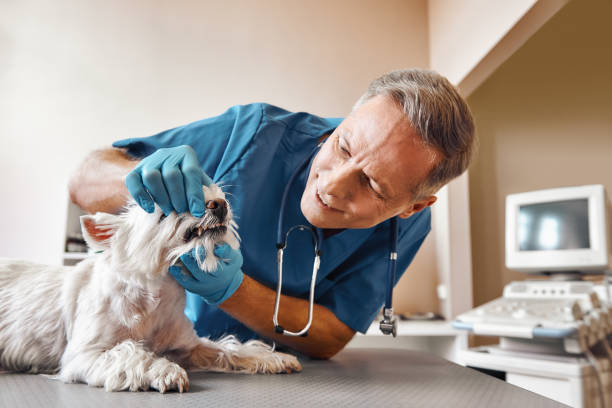 Best Emergency Dentist for Knocked-Out Tooth in Lakewood Ranch, FL